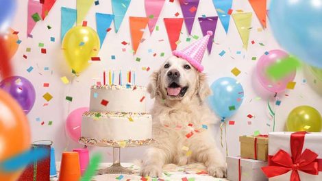 Birthday Party For Your Dog