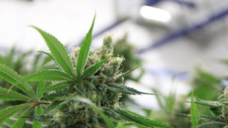 12 High-CBD Cannabis Strains to Ease Anxiety
