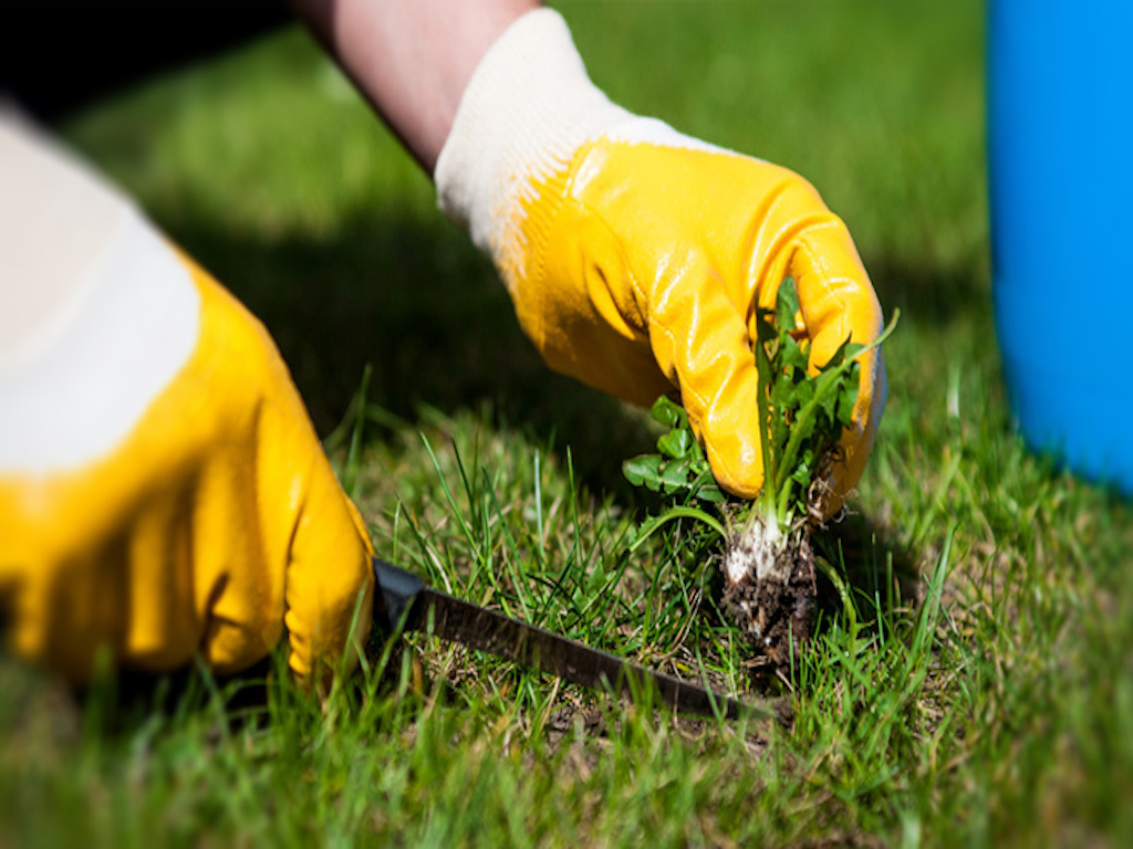 Weed Management