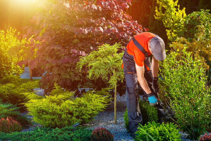landscaping services